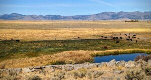 Sierra Valley with artisian well and cattle