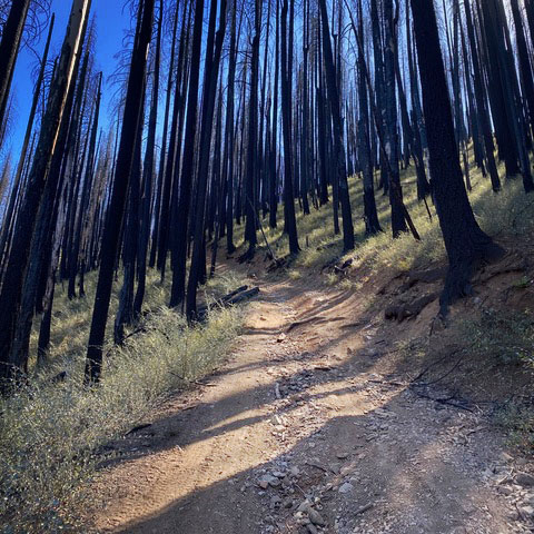 Cleghorn OHV trail after fire