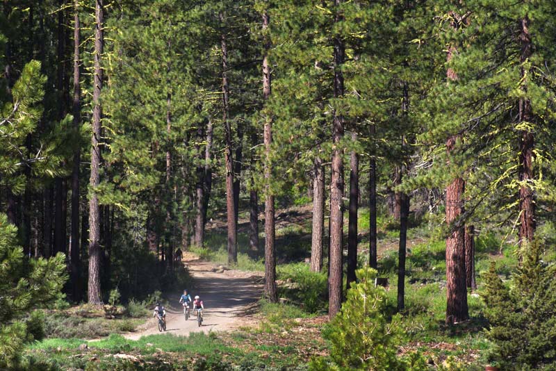 riders emerging from the forest.