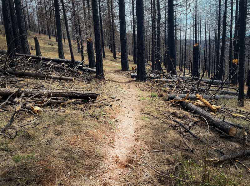 Indian Falls Ridge Trail cleared of dead tree fall