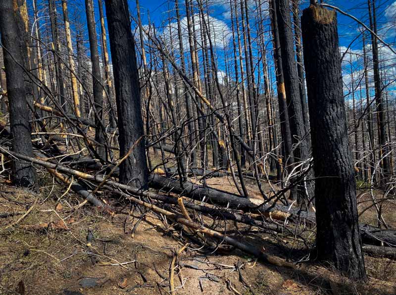 Indian Falls Ridge Trail with dead tree fall