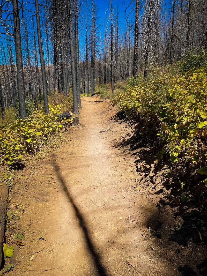 Trail after cleared