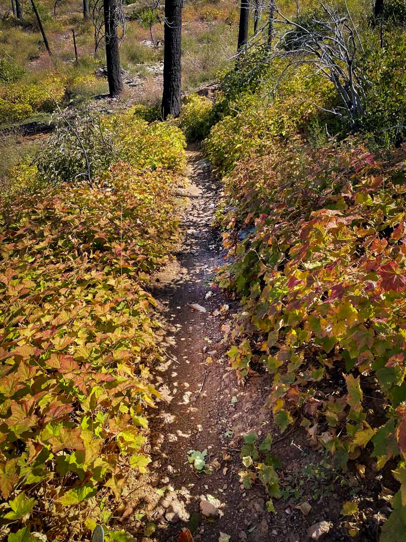 Trail before overgrown