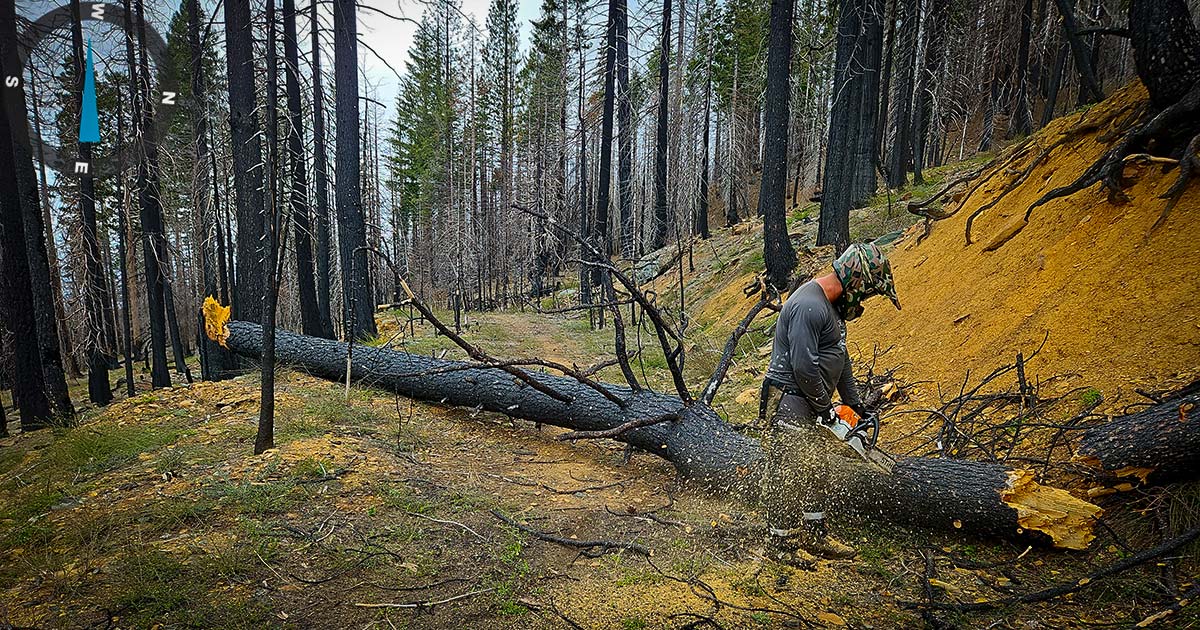 Cutting out tree over trail