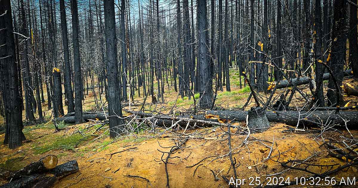 Fallen trees over trail